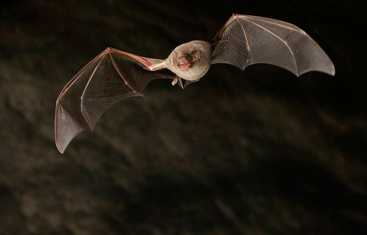 Los murciélagos ayudan al hombre a controlar las plagas de forma natural