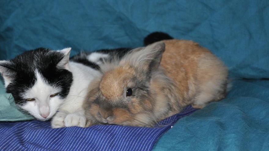 Signo gato, conejo o liebre del horóscopo chino