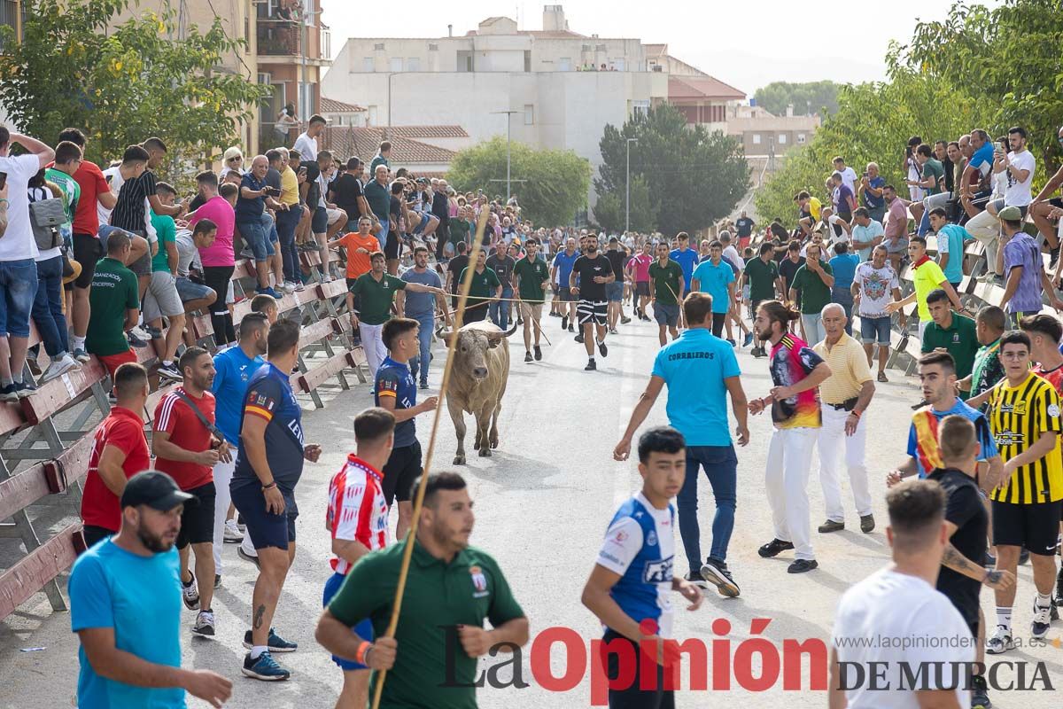 Segundo encierro de la Feria Taurina del Arroz en Calasparra