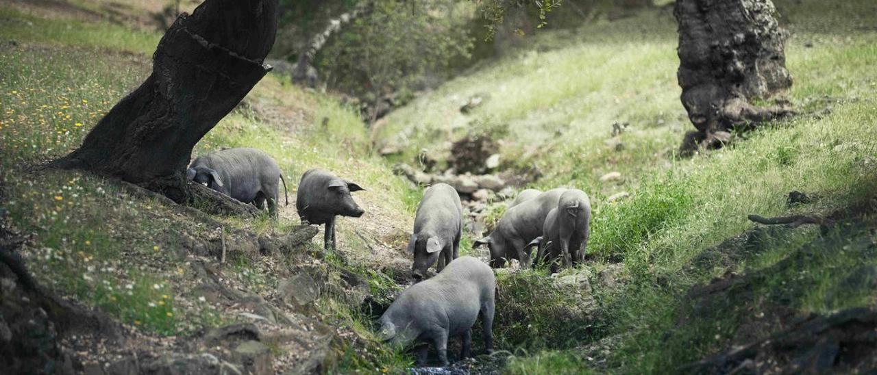 Una piara de cerdos en una dehesa extremeña.