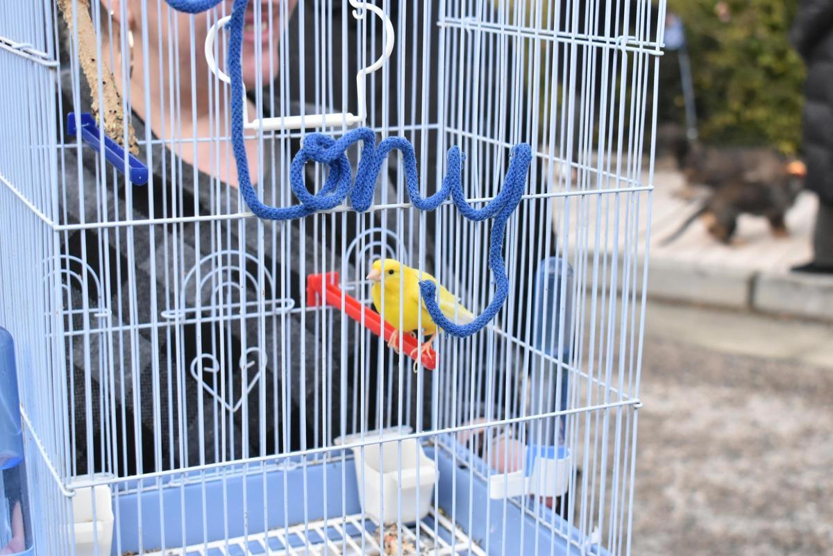 Fotogalería | Así ha sido la celebración de San Antón en el colegio San Antonio de Cáceres