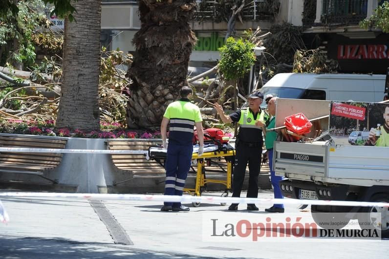 Cae parte del ficus de Santo Domingo en Murcia