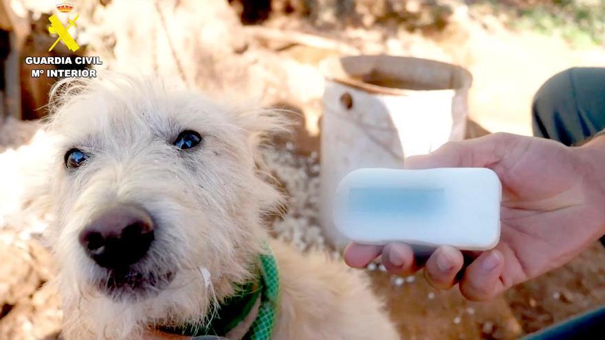 Imagen de uno de los perros mutilados. / Guardia Civil