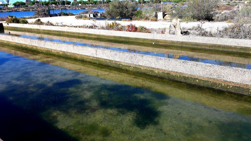 Cultivo de zostera marina llevado a cabo por el Chef Ángel León en Cádiz.