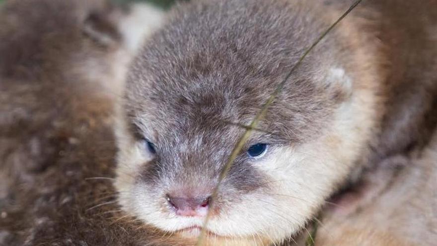 Nacen cuatro crías de nutria asiática en Loro Parque para reforzar la conservación de la especie