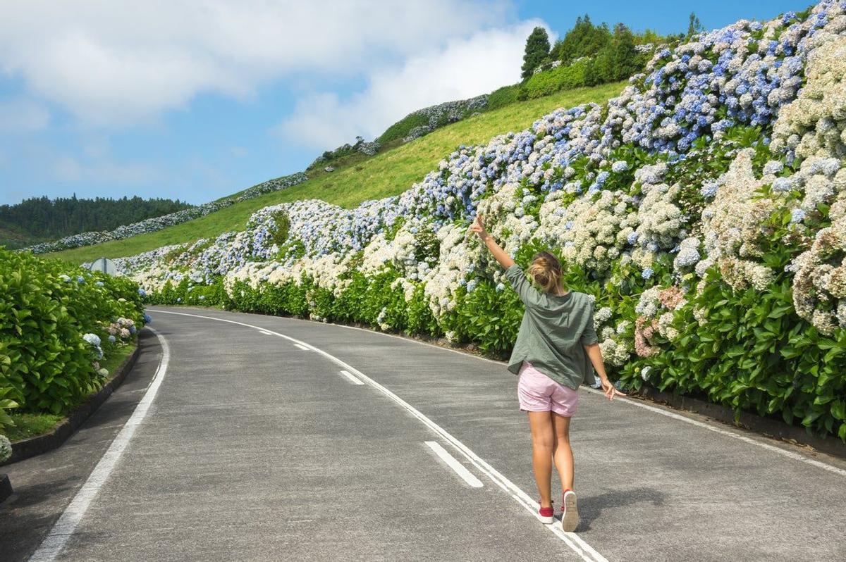 Azores, hortensias