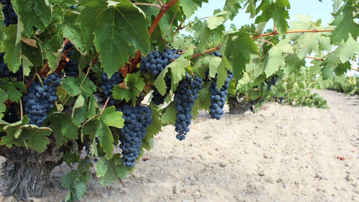Racimos de uva en viñedos de la Denominación de Origen Toro.
