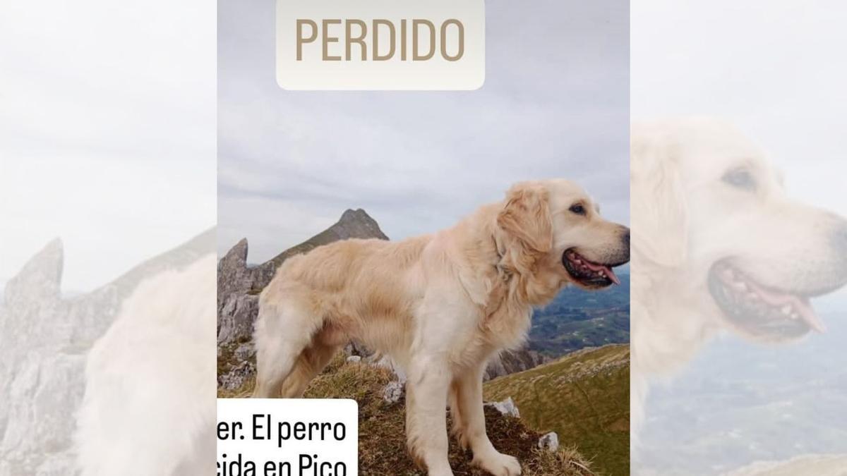 Se busca a Kona, la perra perdida de la montañera muerta en Panticosa