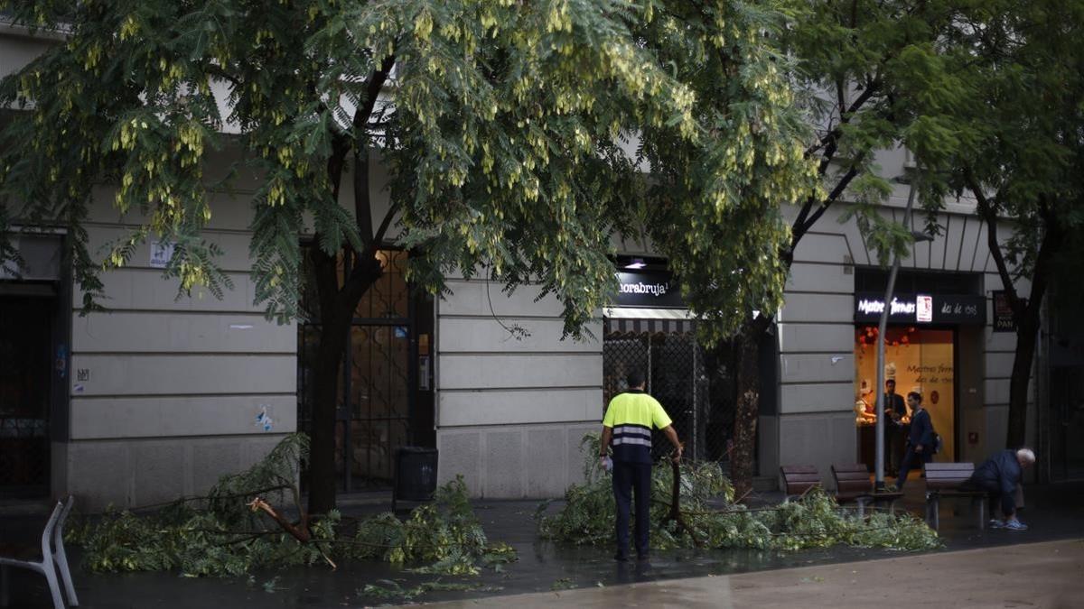 Un árbol caído en la Gal.la  Placídia, en Barcelona