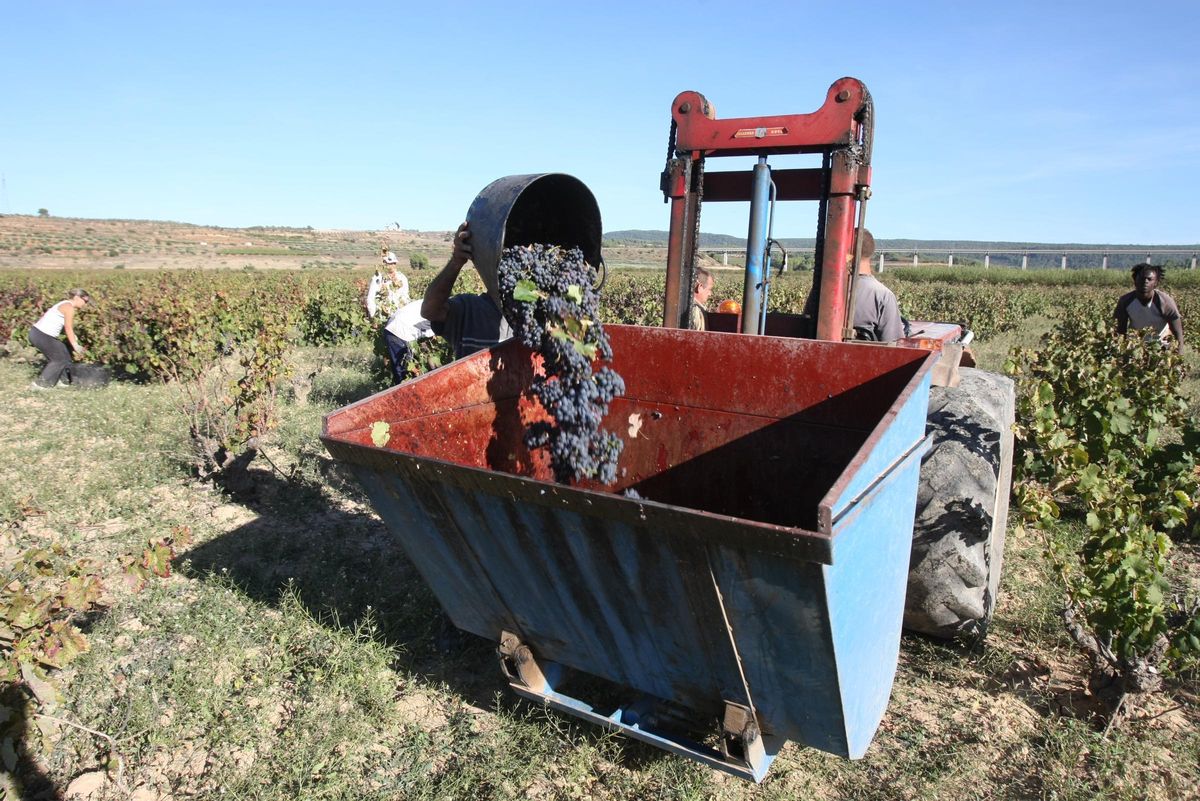 Agricultores realizan trabajos de vendimia en un campo de la Font de la Figuera.