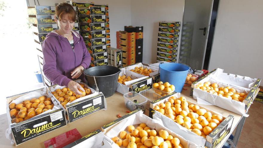 Nísperos de Sagunt para las mesas catalanas más selectas