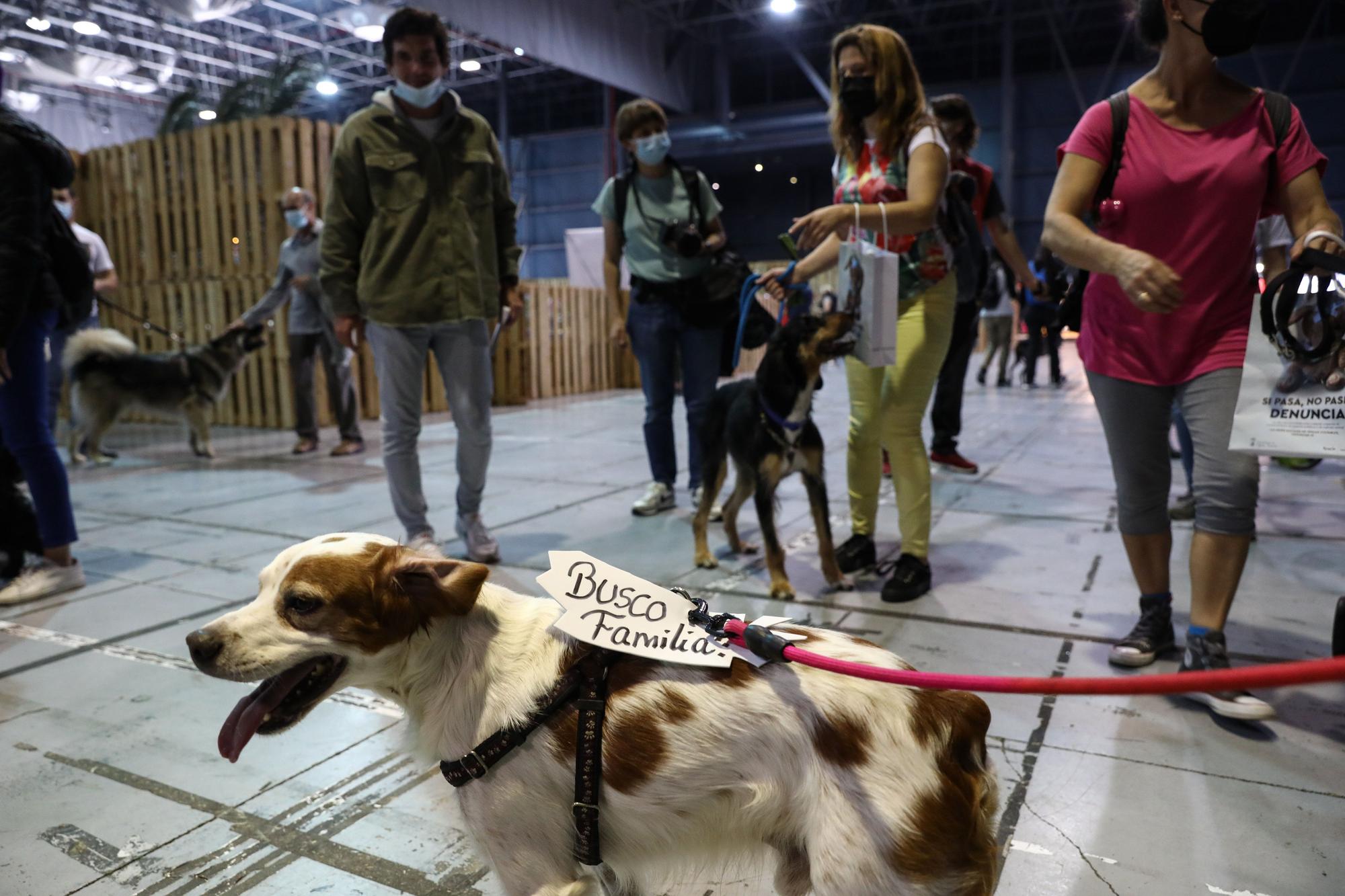 Broche familiar a la feria Espacio Mascotas