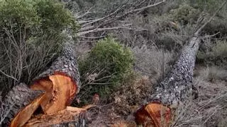 Los ecologistas piden a Enguera que paralice las talas "desmesuradas" de árboles