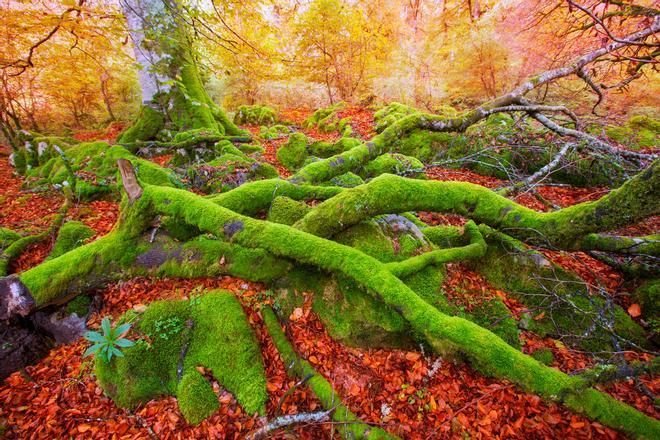 Irati es uno de los paisajes más fotogénicos del otoño.