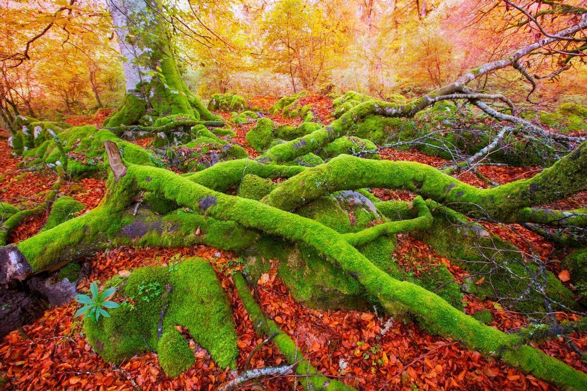 Irati es uno de los paisajes más fotogénicos del otoño.