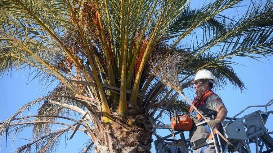 Una de las palmeras del Concello de Vilagarcía. // Noé Parga