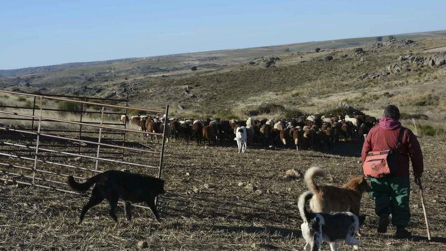 Salvador Rodríguez, de Pereruela, sale detrás de las ovejas, acompañado de varios mastines.