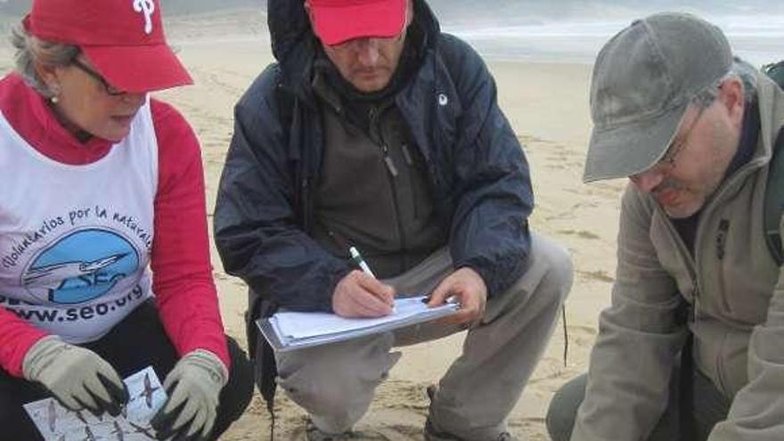 Miembros de SEO censan araos muertos en la costa.  // SEO/BirdLife