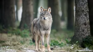 Trece comunidades piden reunirse con la CE por no haber validado el informe sexenal del lobo: "Es una situación de extrema gravedad"