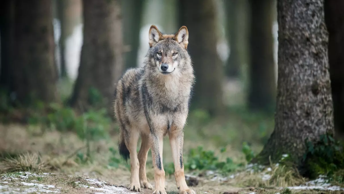 Trece comunidades piden reunirse con la CE por no haber validado el informe sexenal del lobo: "Es una situación de extrema gravedad"