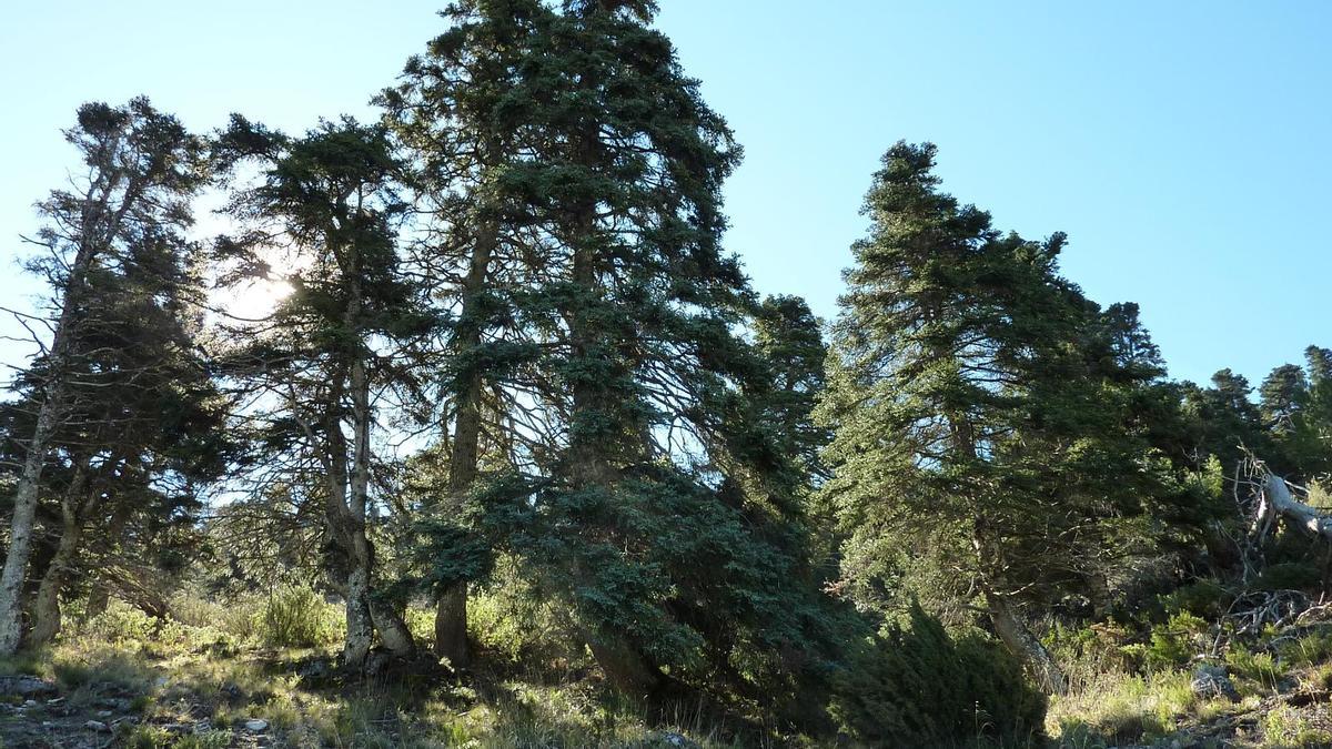 El informe apunta a que las plantas fotovoltaicas «entran en conflicto con la Reserva de la Biosfera de la Sierra de las Nieves»