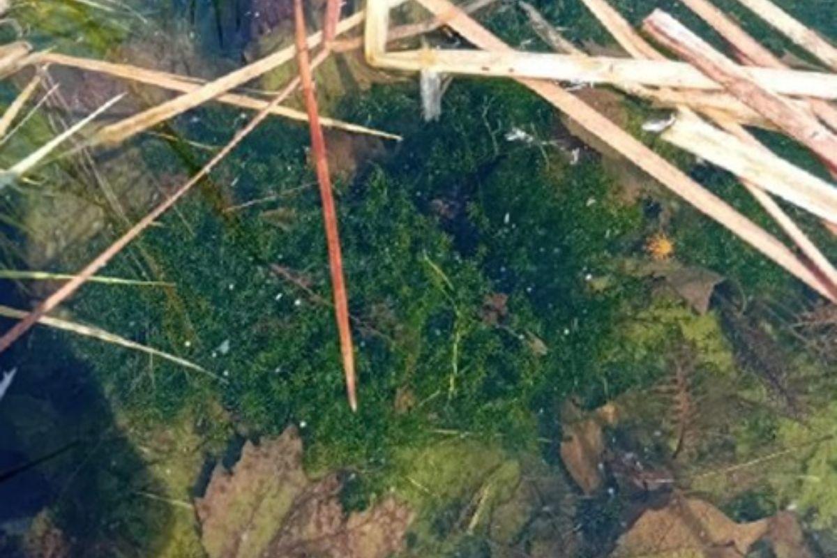 Las carófitas son uno de los mejores indicadores de aguas limpias y transparentes