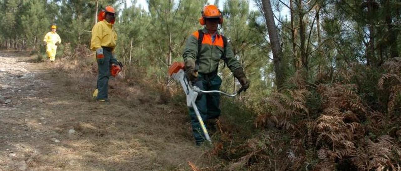 Trabajadores forestales realizan desbroces en un monte gallego. |   // GUSTAVO SANTOS