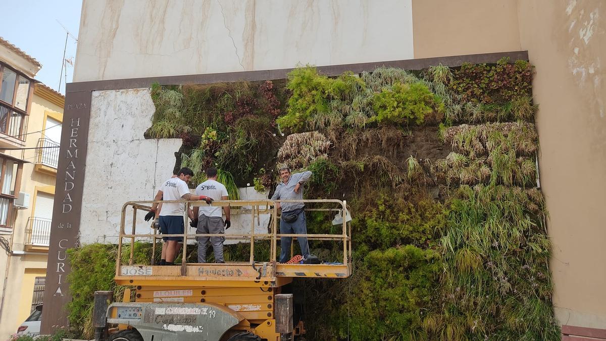 Operarios recolocan los últimos lienzos del jardín vertical de la Plaza de la Hermandad de la Curia, este viernes.