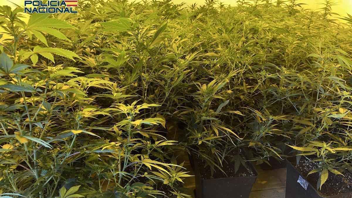 Plantaciones de marihuana encontradas en la vivienda.