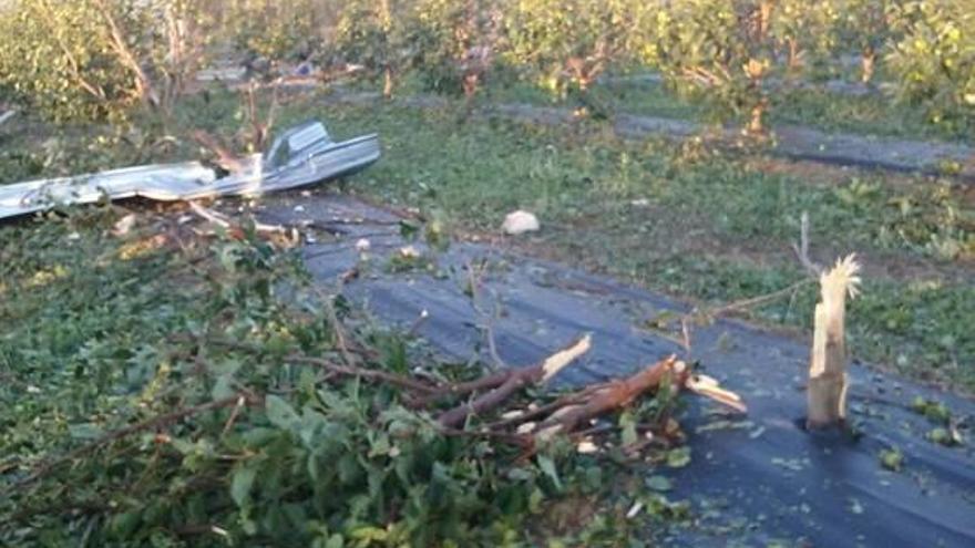 Naranjos arrancados por el viento