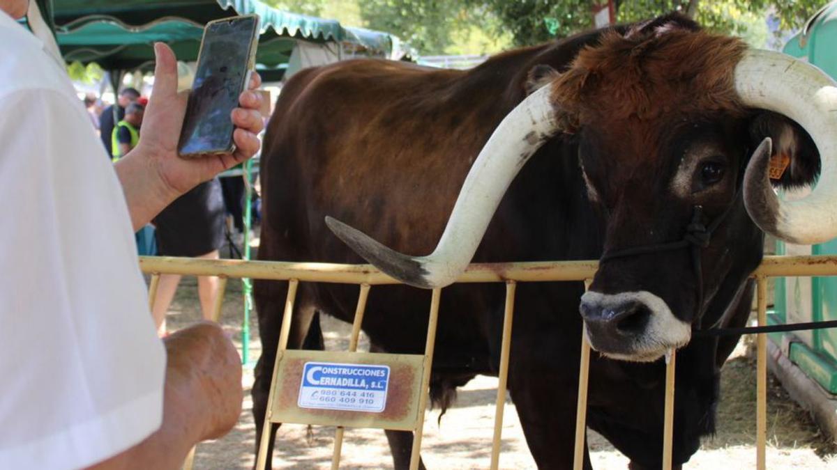 Uno de los ejemplares de exposición de la feria. | A. S.