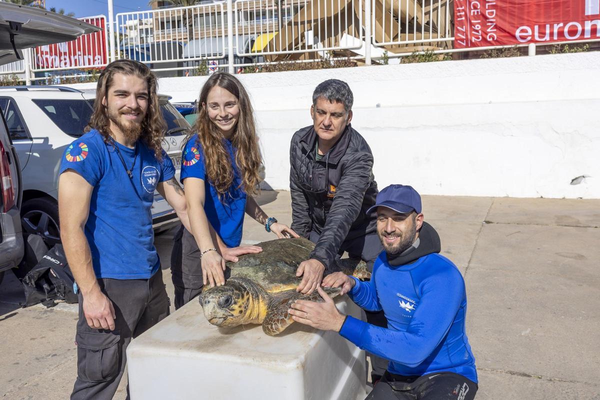 Rescate de la tortuga marina que había hecho de la dársena pesquera de Torrevieja su hábitat en el último mes