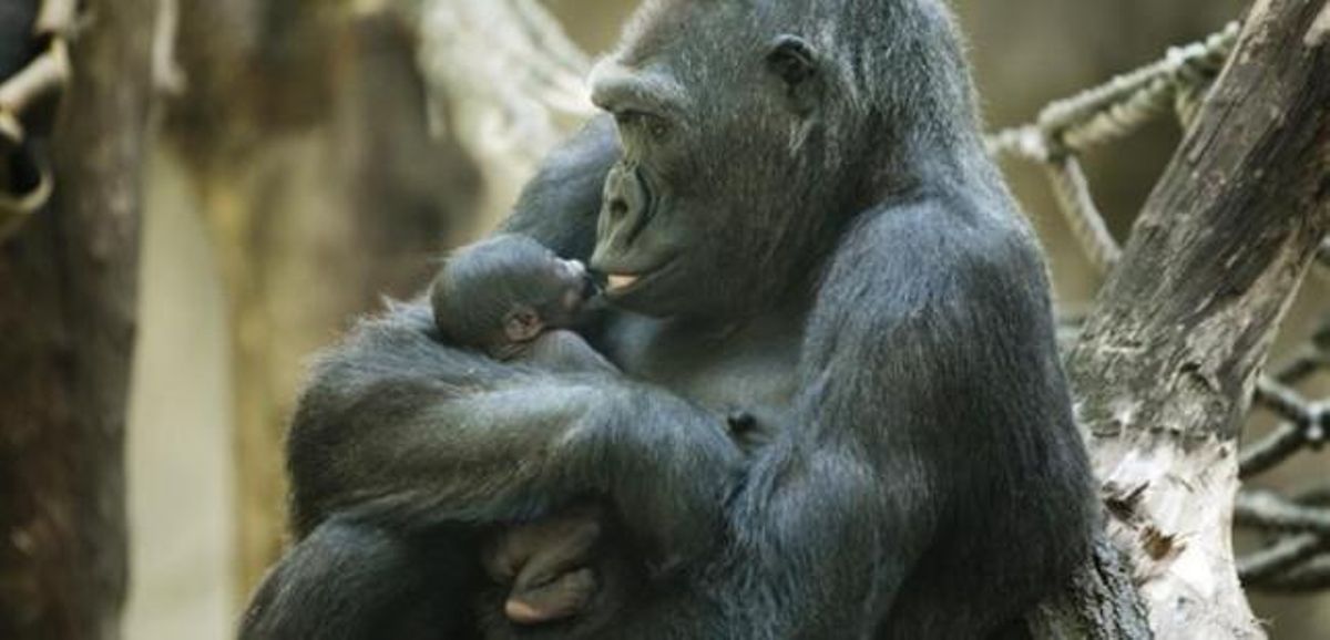 La nova besnéta de Floquet de Neu al Zoo de Barcelona. La nova besnéta de Floquet de Neu al Zoo de Barcelona.