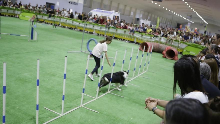 IFEPA, referente nacional con su exposición canina