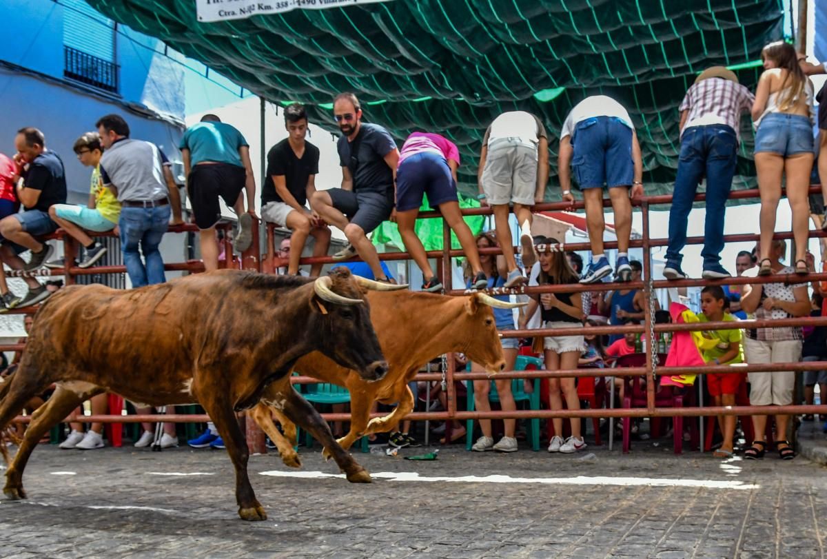 Encierro de las vaquillas de El Viso