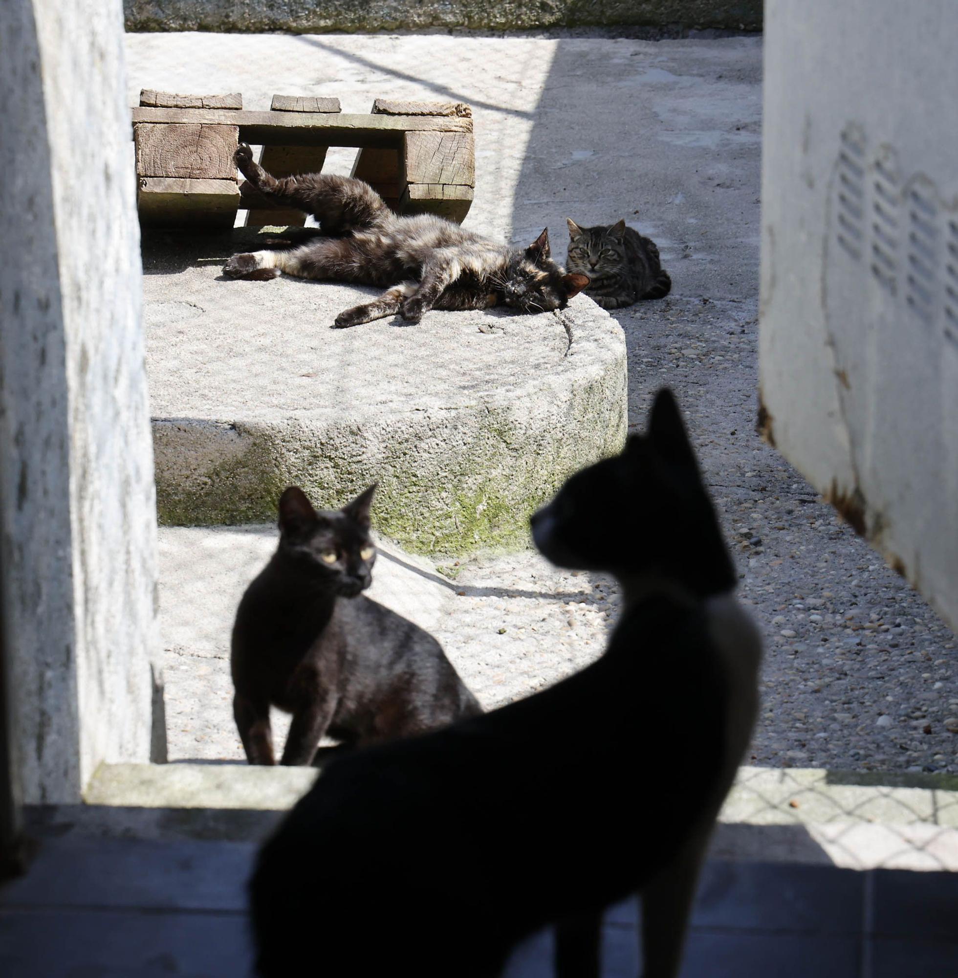 La llegada del verano dispara los abandonos de perros y gatos