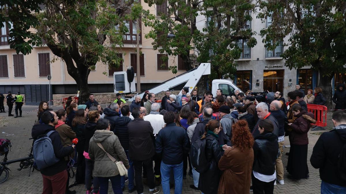 VÍDEO | El Ayuntamiento de Palma cede a la presión vecinal y suspende la tala de cinco bellasombras de la plaza Llorenç Villalonga de Palma