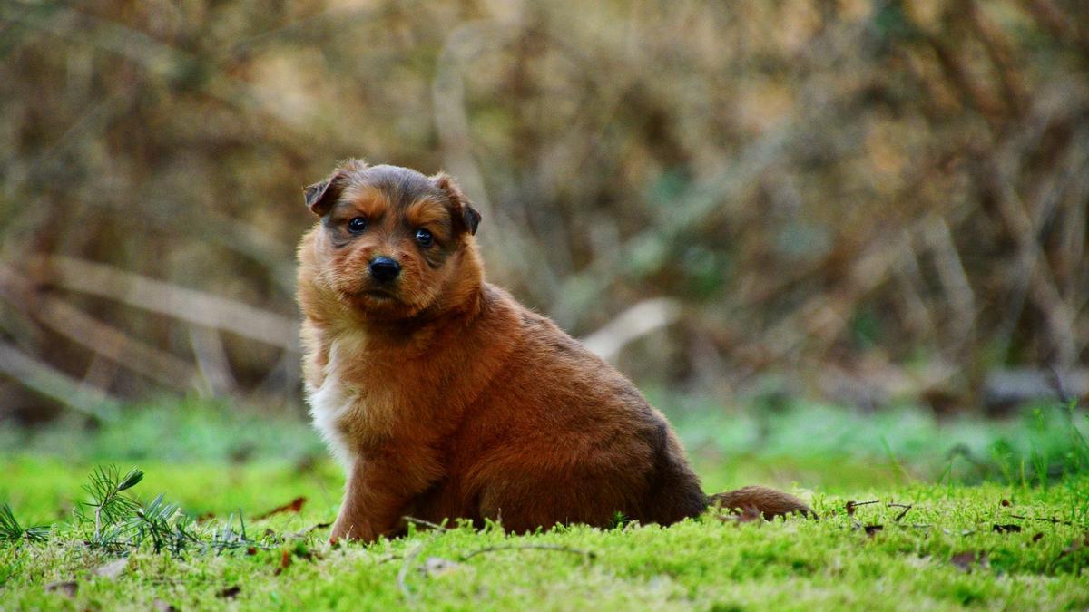 La alimentación es clave para que tu perro no tenga sobrepeso.