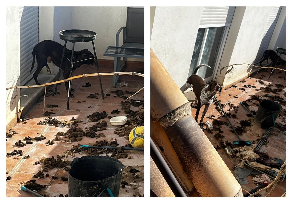 Dos de los perros en la terraza.