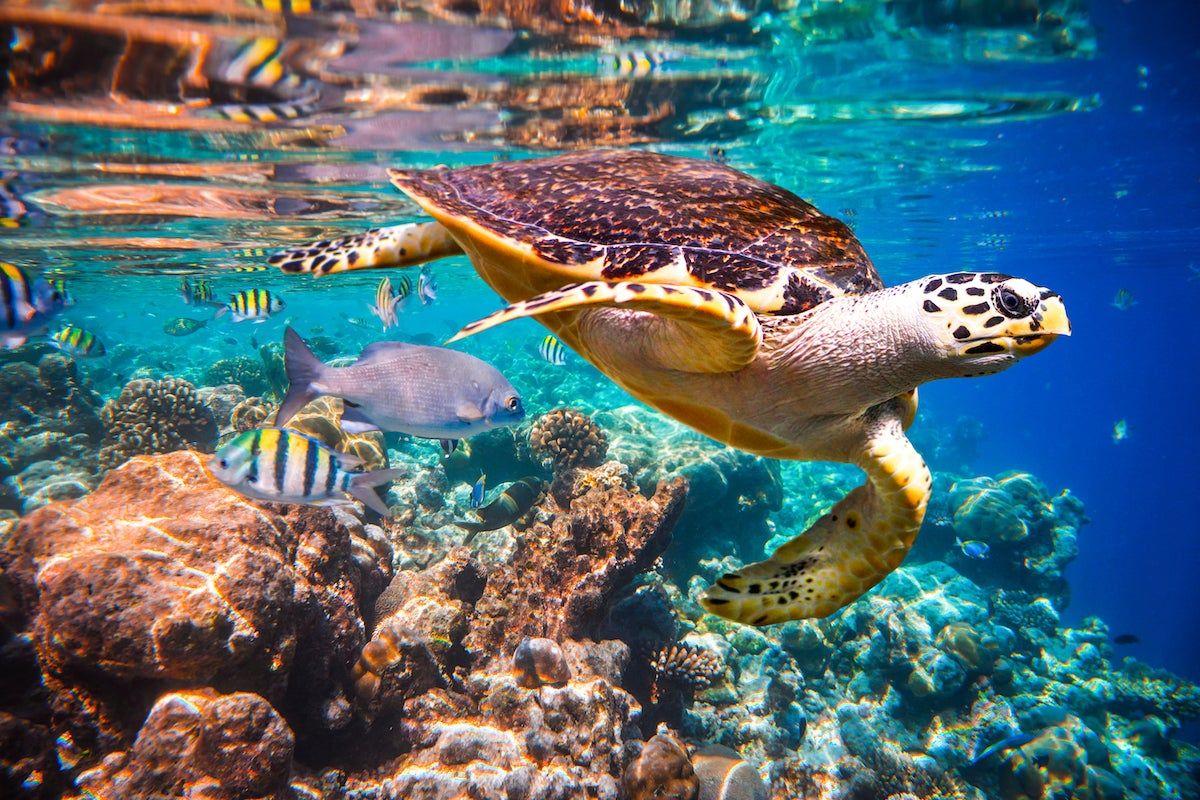 Cabo Pulmo, Los Cabos, Baja California