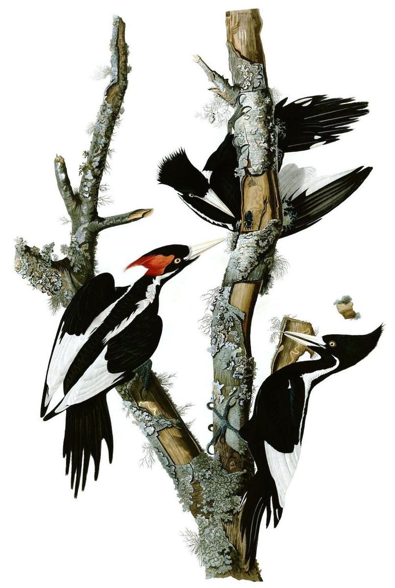 Grandes viajeros, JOHN JAMES AUDUBON