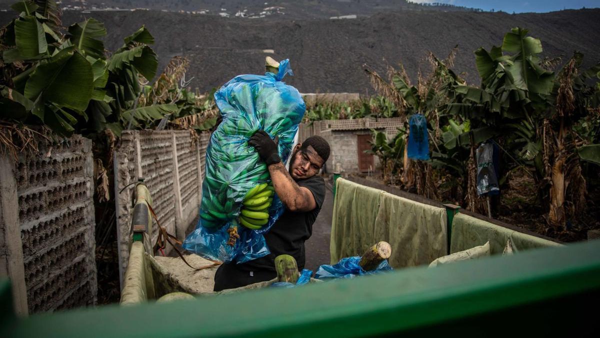 Un agricultor echa al camión plataneras cubiertas de ceniza volcánica. | | KIKE RINCÓN /EUROPA PRESS