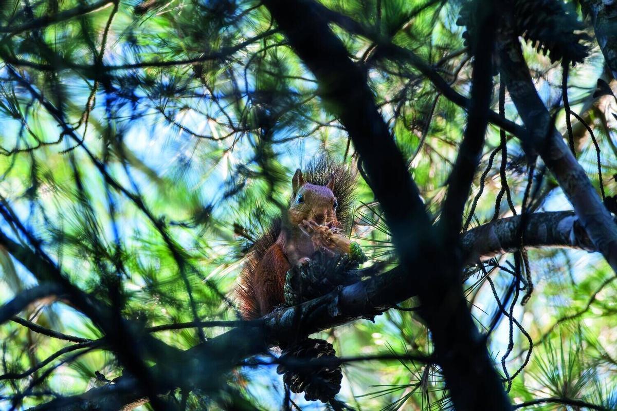 Aquests són els animals que pots veure lliures al riu Cardener al seu pas per Manresa