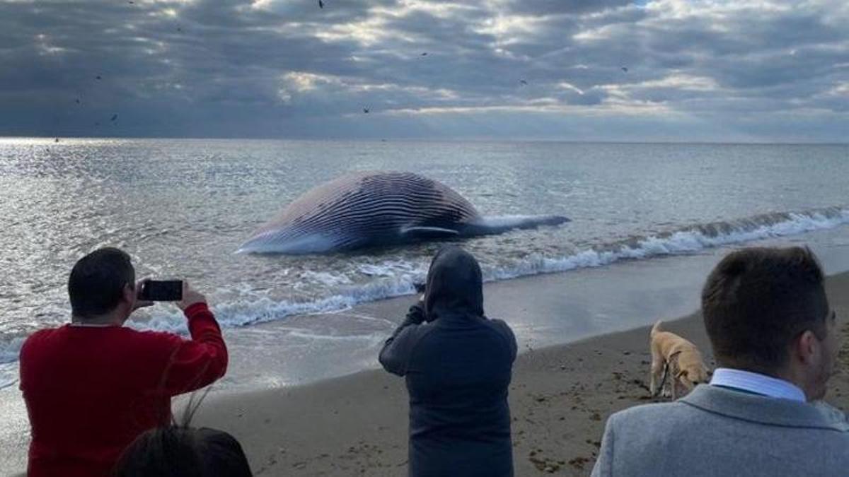Una ballena varada en la playa de La Rada, en Estepona.