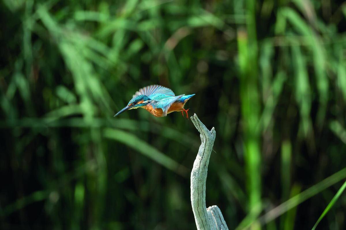 Una de les fotografies sobre la biodiversitat del Cardener que surten al calendari de Manresa i es mostraran a l'exposició de Jaume Morera