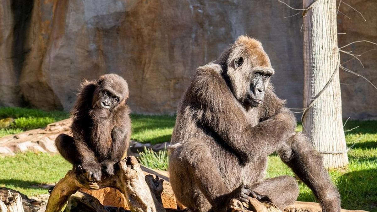 Gorilas en el Bioparc Fuengirola.