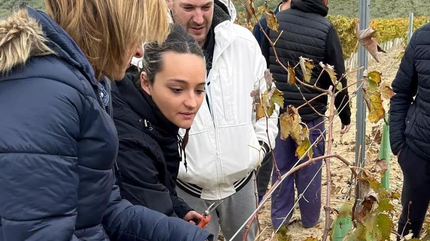 El Ifapa de Cabra promueve un curso de poda de vid para viticultores