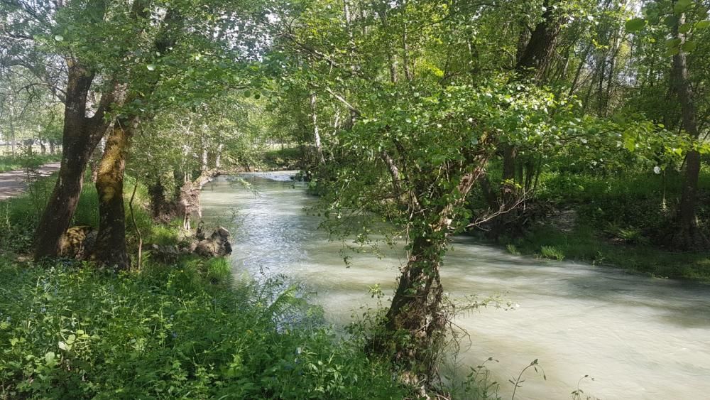 Contaminación en el río Támega en Verín