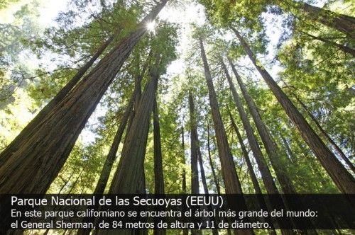 Los 10 bosques con más encanto del mundo