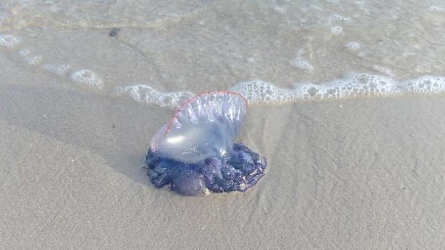 El ejemplar de Carabela Portuguesa hallado esta tarde en la Playa del Conde.